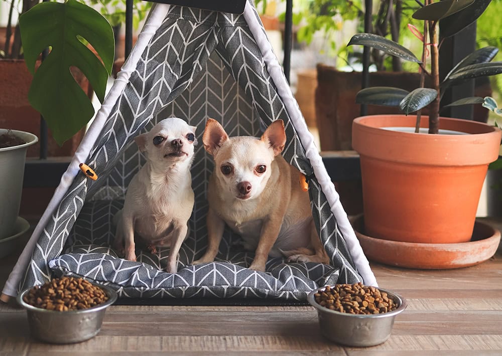 two Chihuahua dogs inside a teepee dog house