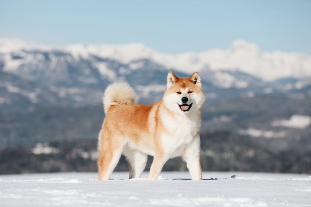 Akita-inu-dog-enjoy-the-winter