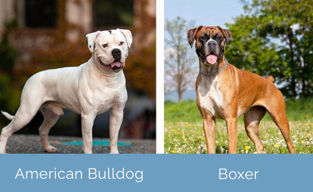 American Bulldog vs Boxer side by side