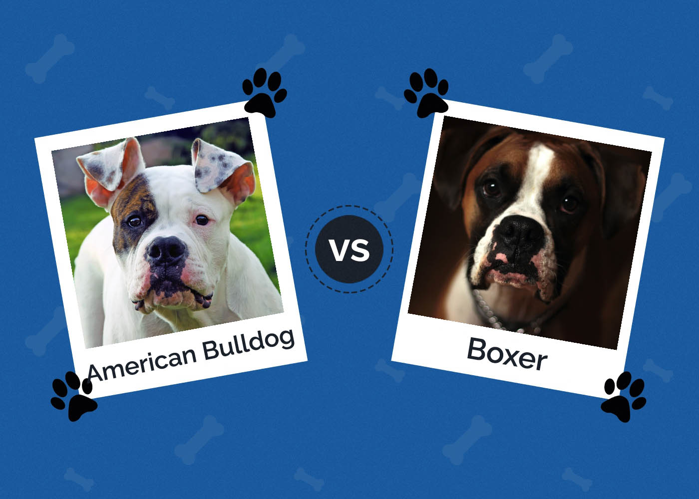 American Bulldog vs Boxer