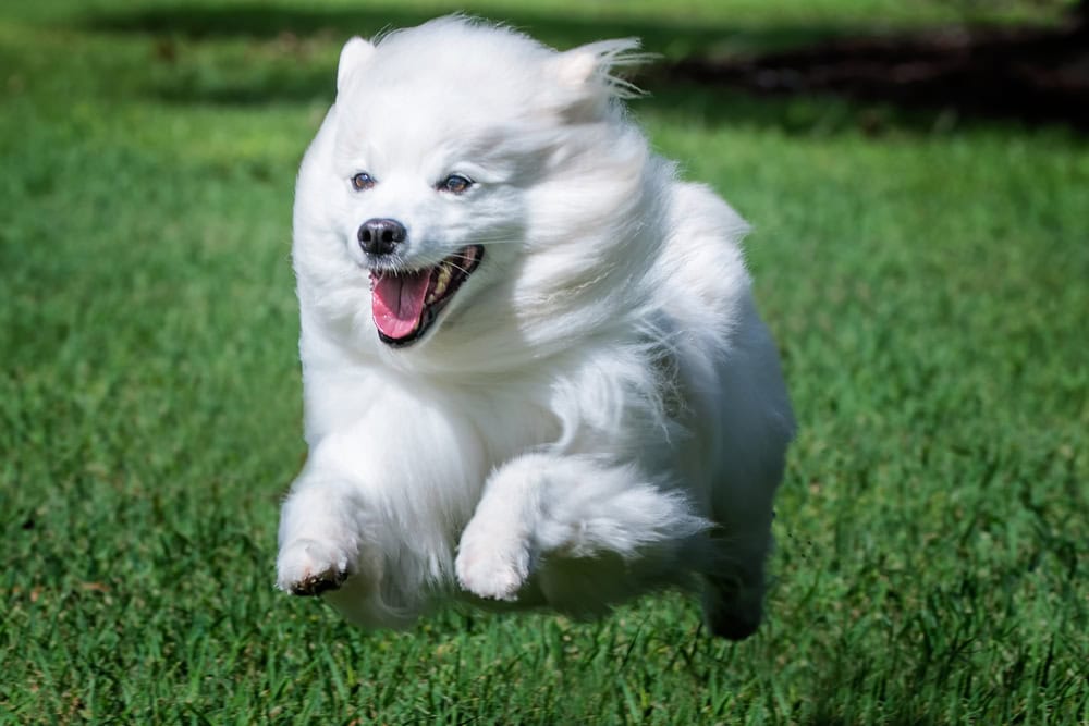American-Eskimo-Dog-running