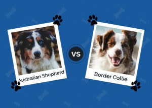 Australian Shepherd vs Border Collie: The Main Differences (With