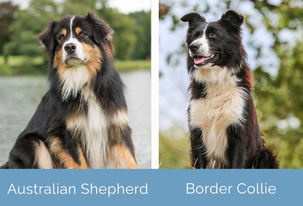 Australian Shepherd vs Border Collie side by side
