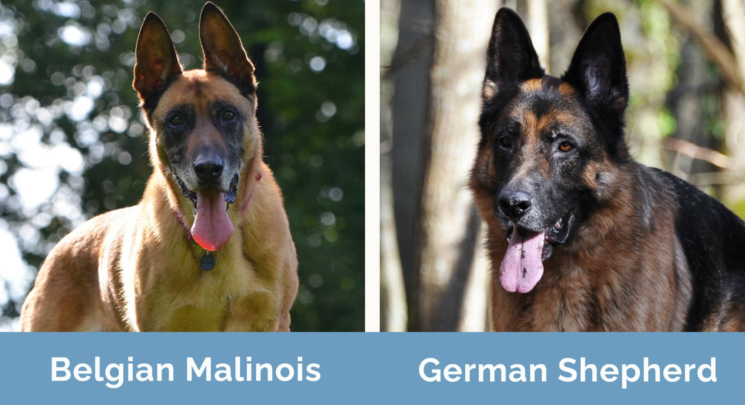 Belgian Malinois vs German Shepherd Side by side