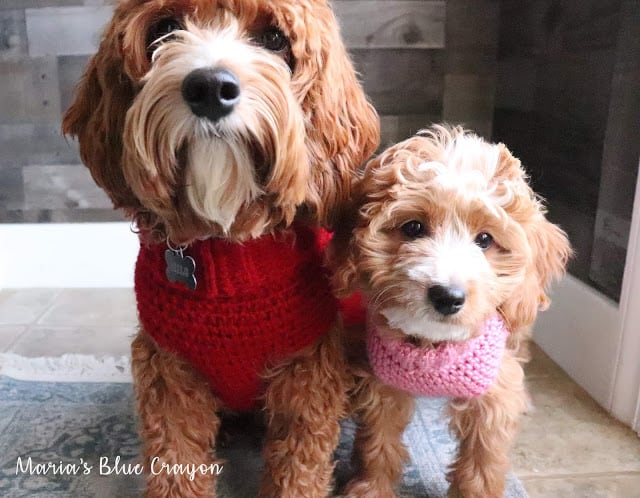 Crochet Basic Dog Sweater – Maria’s Blue Crayon