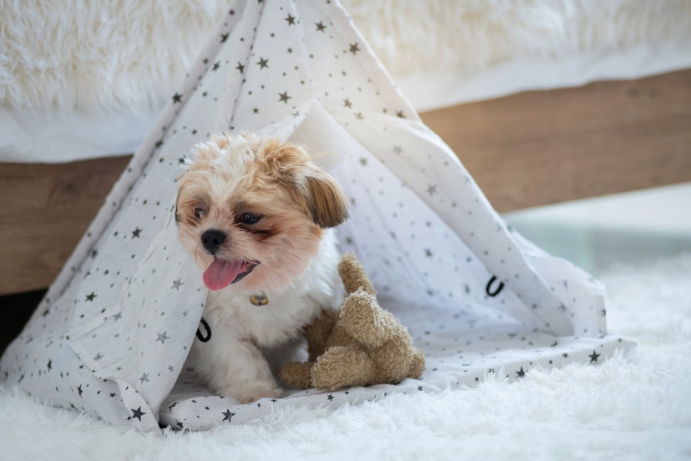 Cute Shih Tzu puppy in a tent bed