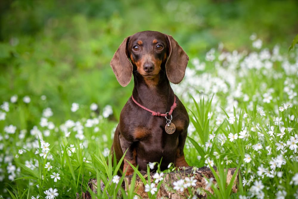 Cute dachshund portraits