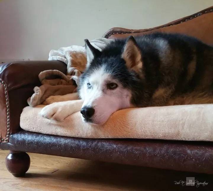 DIY Dog Sofa