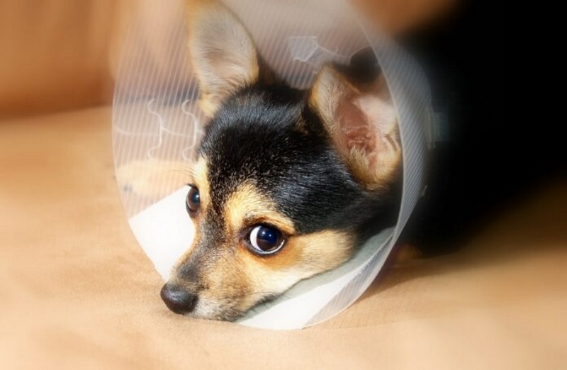 DIY Dog cone