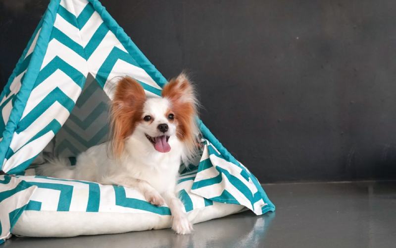 DIY Pets- How To Make a Stylish Dog Or Cat Teepee