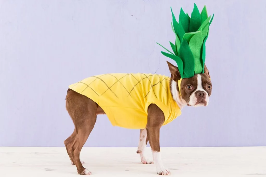 DIY Pineapple Dog Costume – Brit + Co