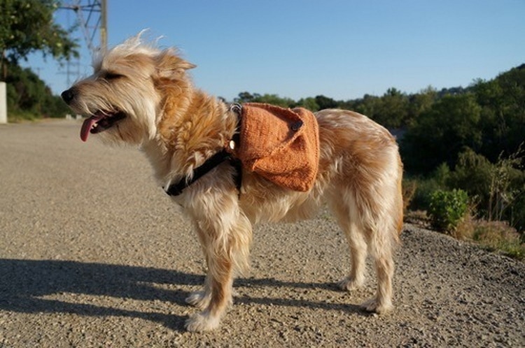 DIY dog backpack