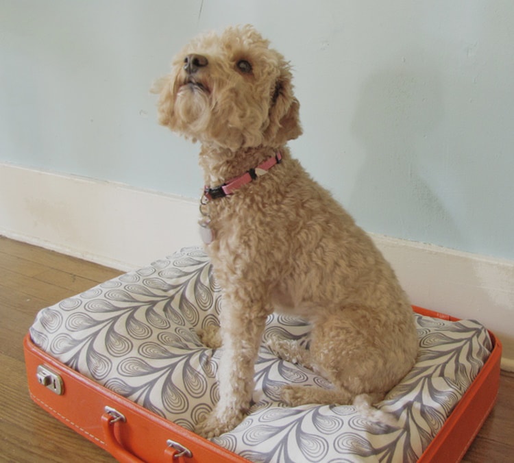 DIY dog bed