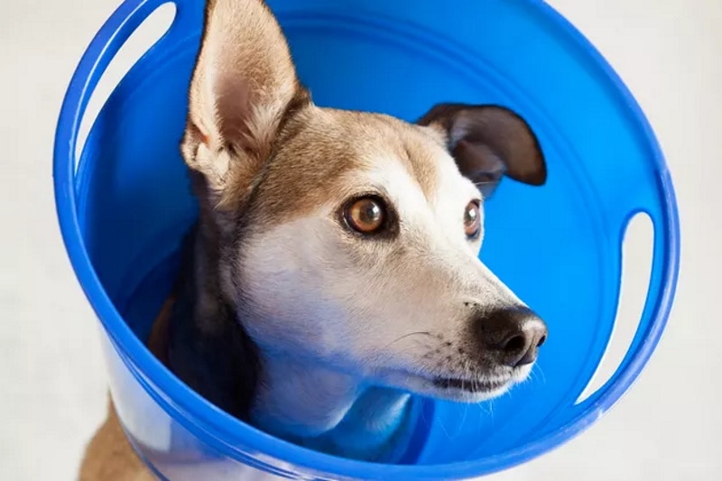 DIY dog cone