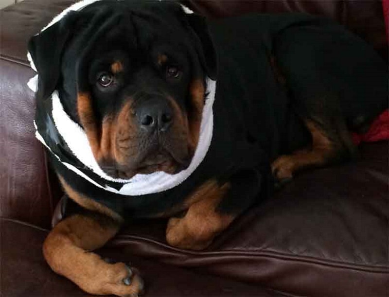 DIY dog cone