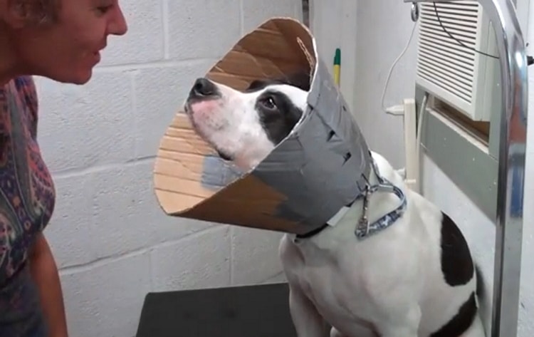 DIY dog cone