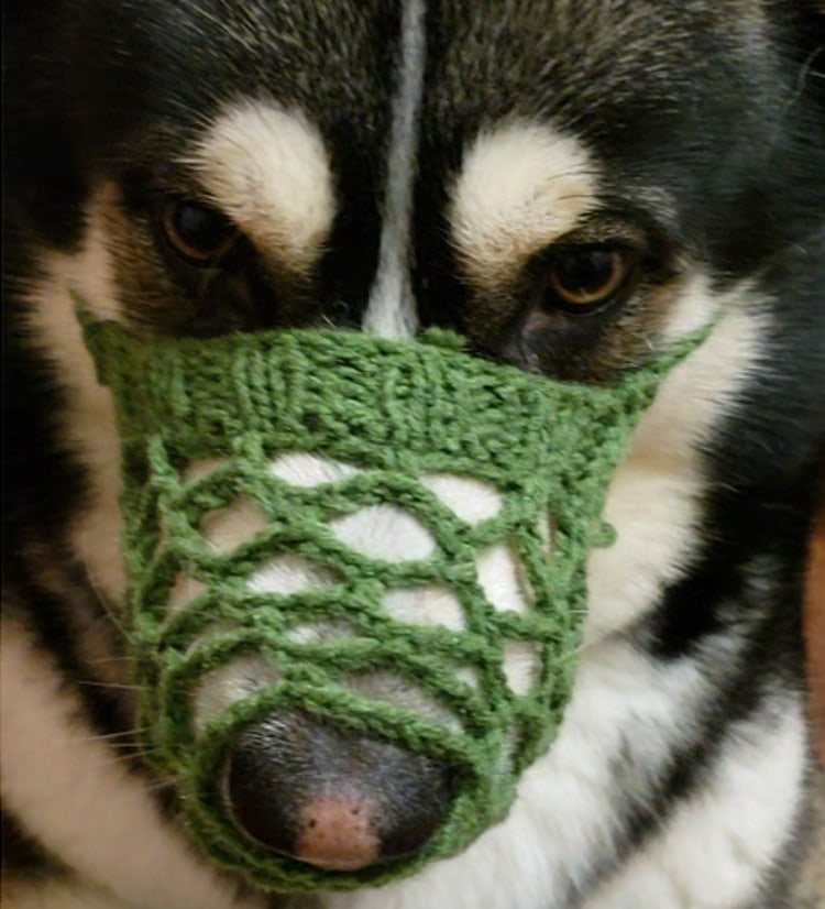 DIY dog muzzle