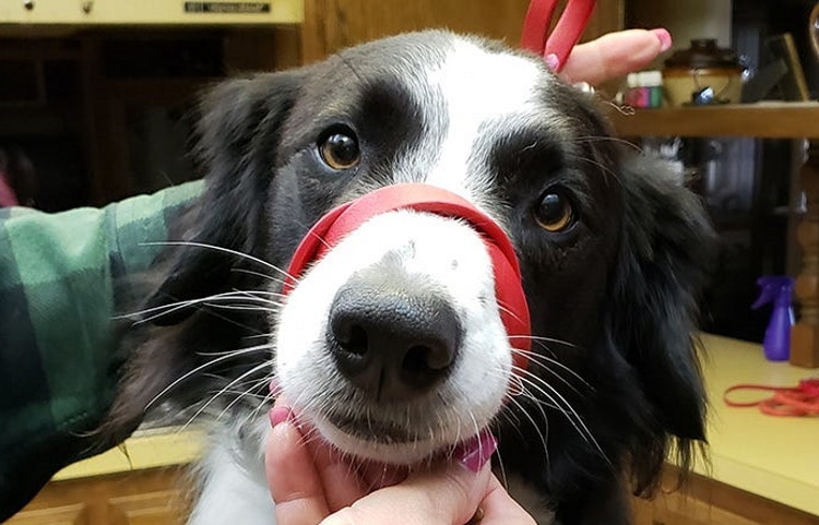 DIY dog muzzle