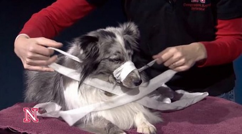 DIY dog muzzle
