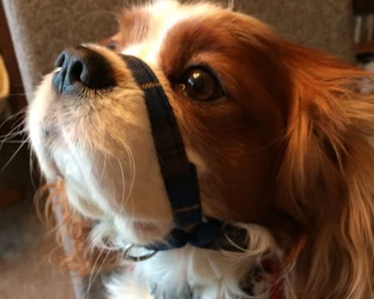 DIY dog muzzle