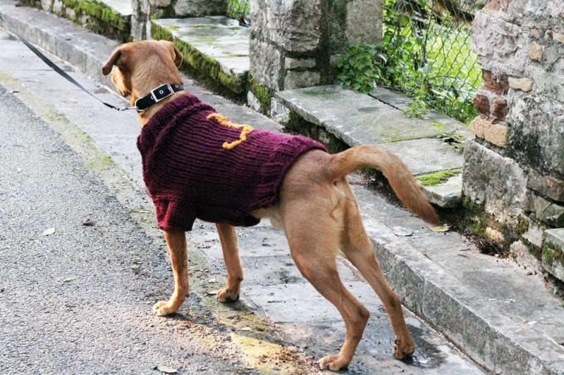 DIY dog sweater