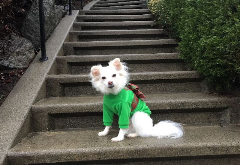 DIY dog sweater