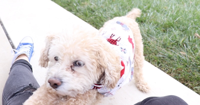DIY dog sweater