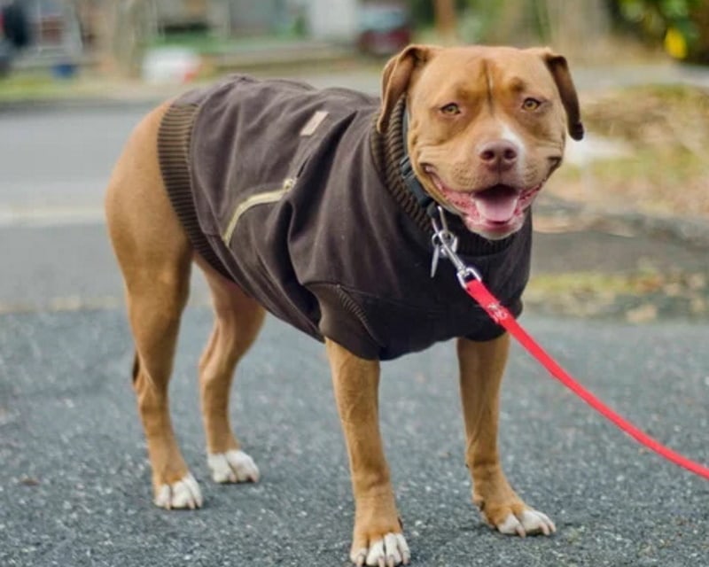 DIY dog sweater