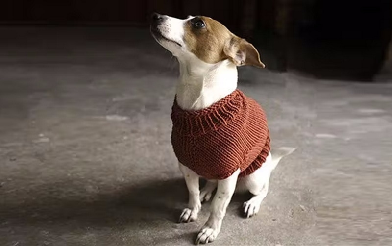 DIY dog sweater