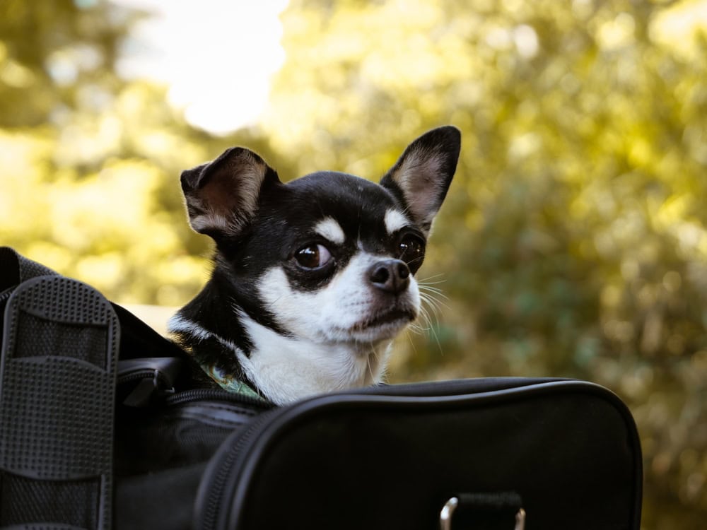 Dog in bag carrirer