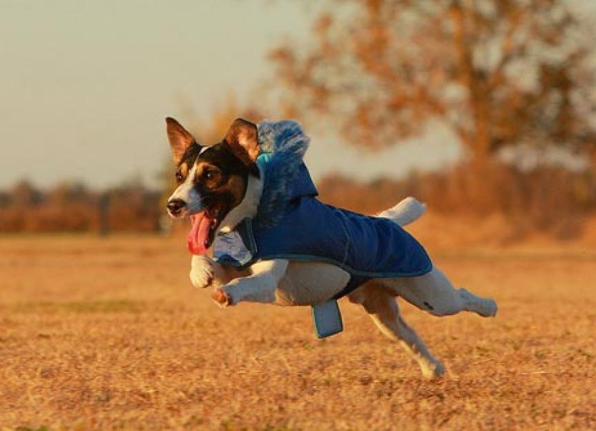Easy Knit Dog Sweater