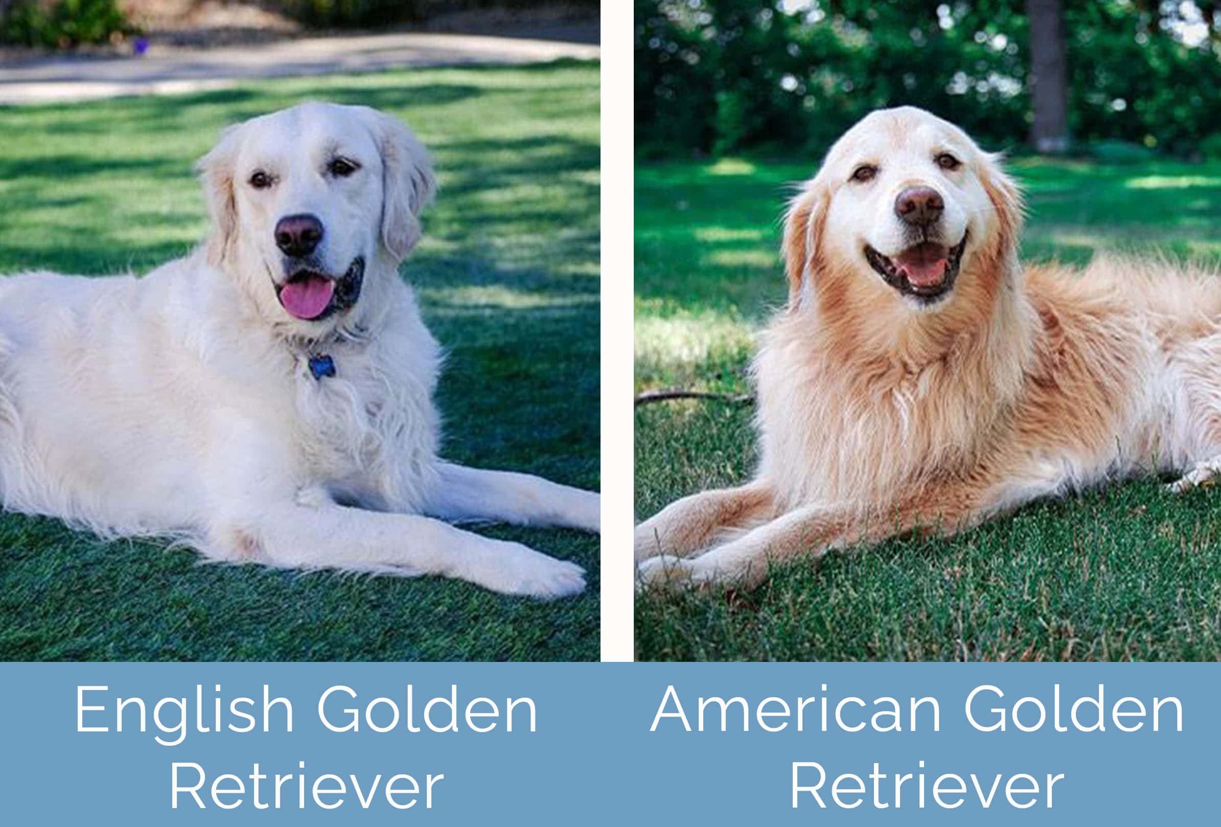 English Golden Retriever vs American Golden Retriever side by side