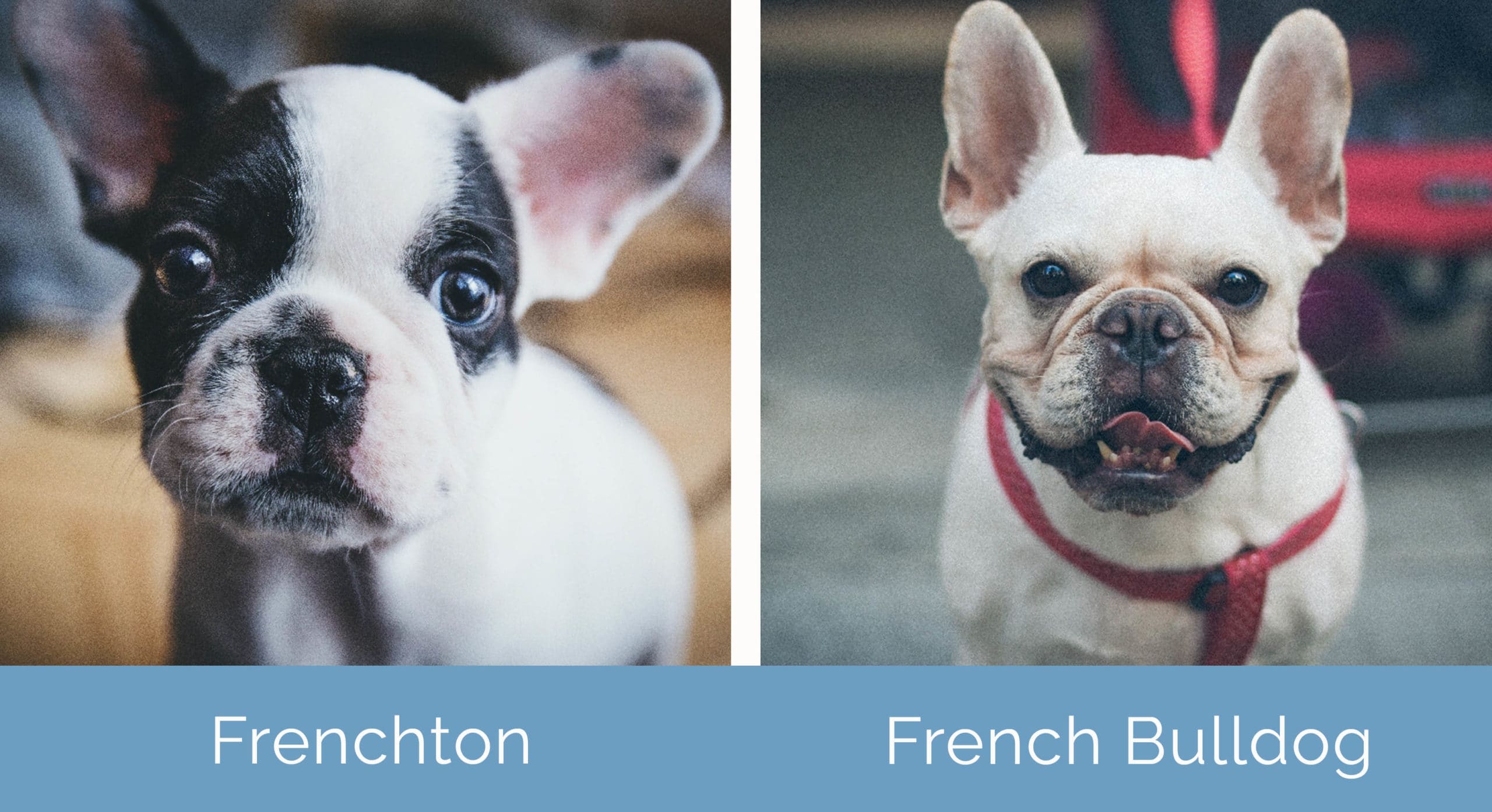 Frenchton vs French Bulldog side by side