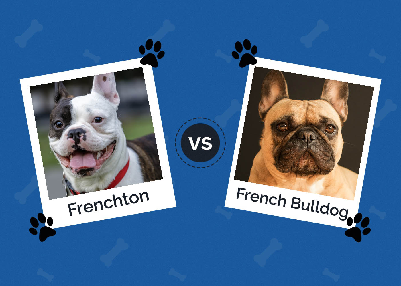 Frenchton vs French Bulldog