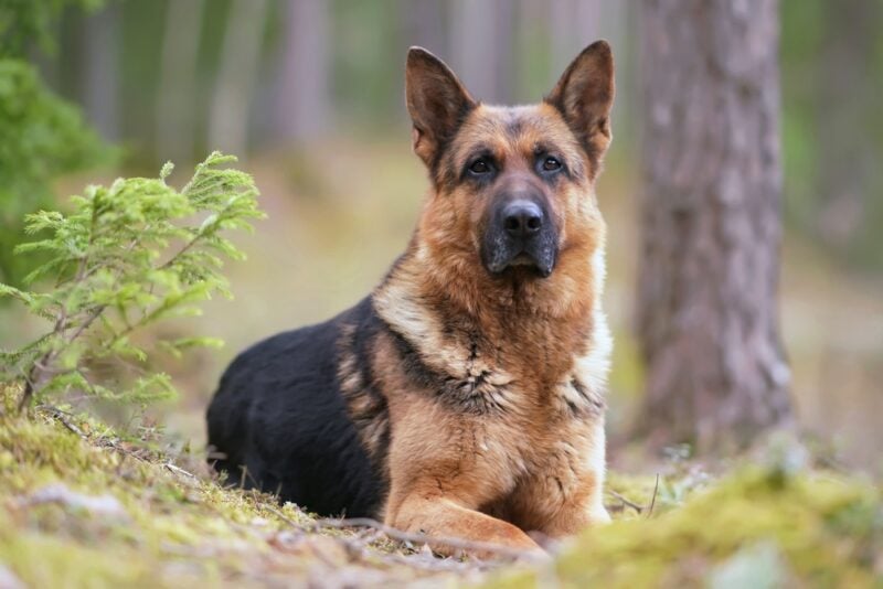 German-Shepherd-dog-posing-outdoors