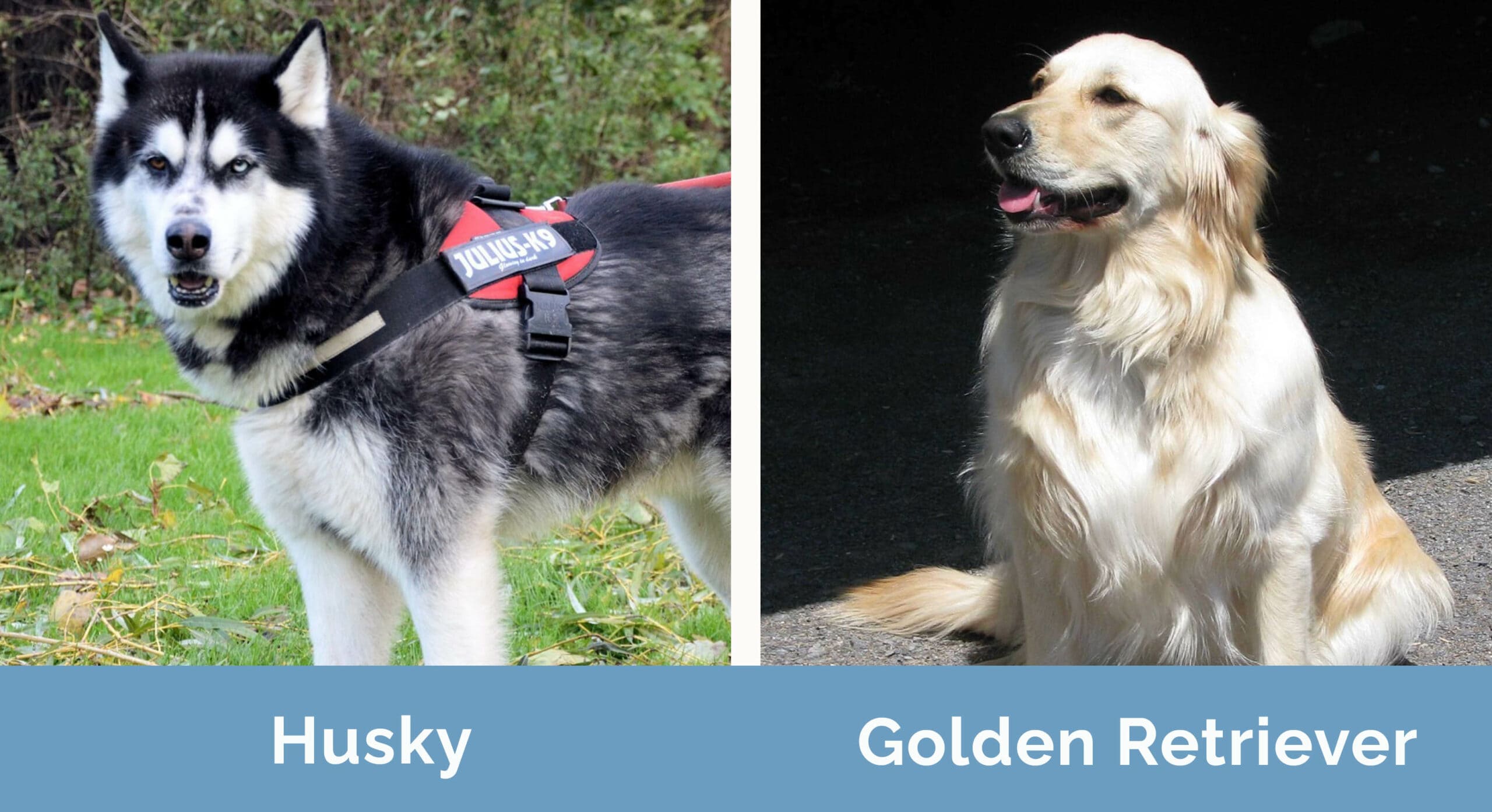 Husky vs Golden Retriever side by side