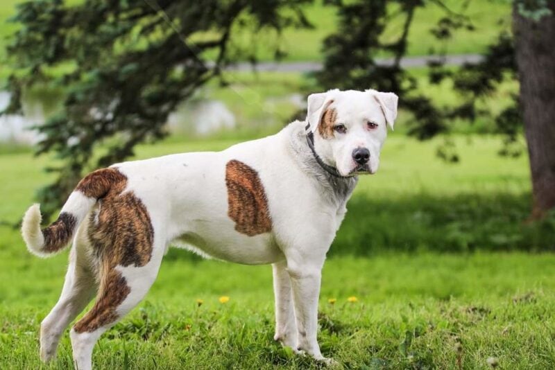 Hybrid (Multi-line) American Bulldog standing in the garden
