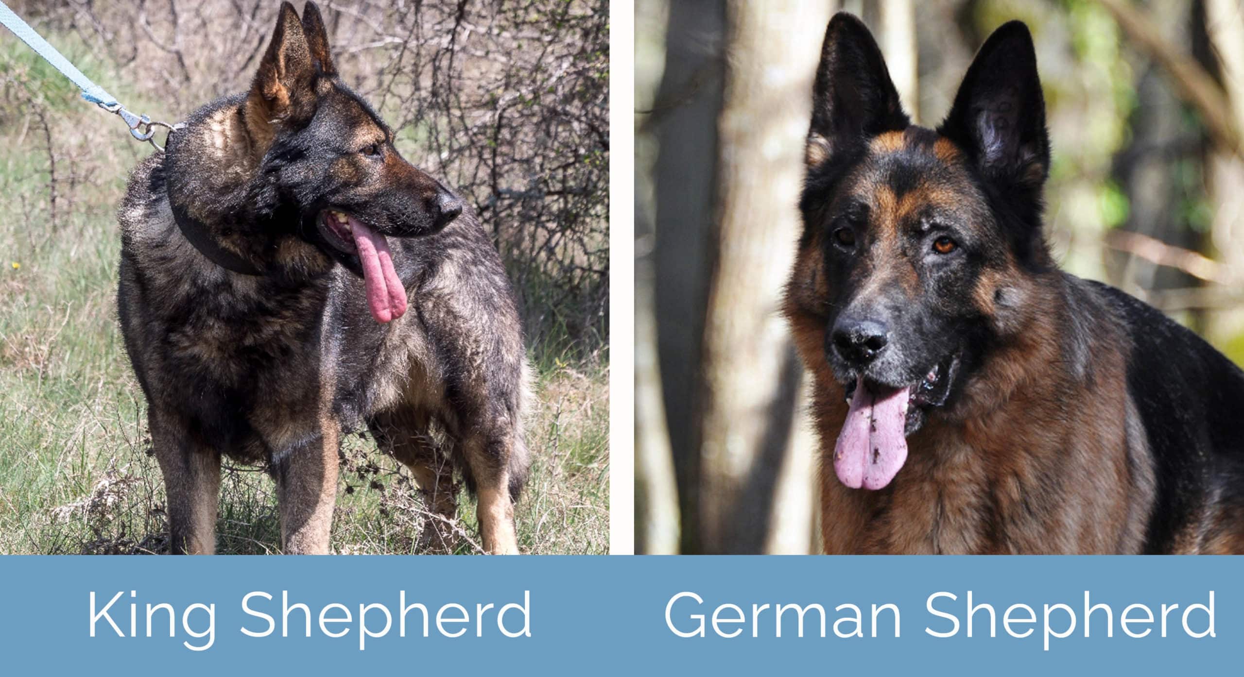 King Shepherd vs German Shepherd: What's The Difference? (With Pictures) |  Hepper Pet Resources, image size:2560x1394