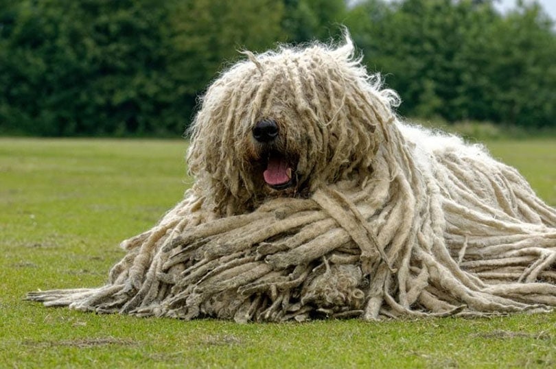 Komondor lying on ground