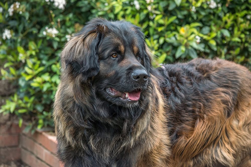 Leonberger dog outdoor