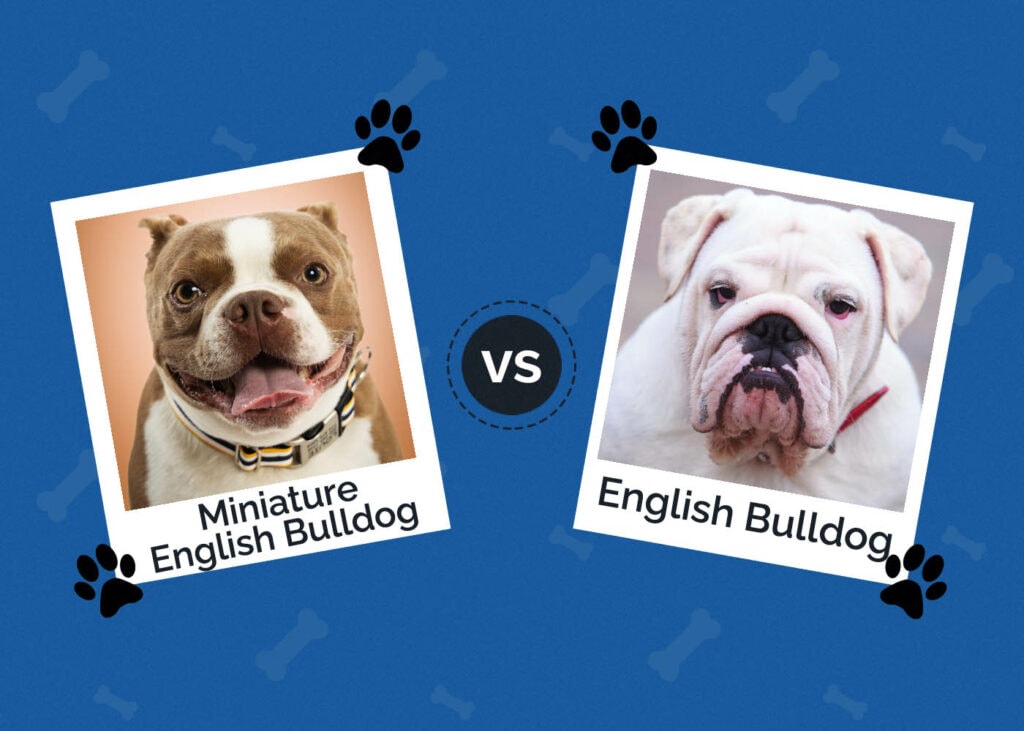 Miniature English Bulldog vs English Bulldog