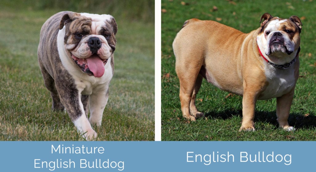 Miniature English Bulldog vs English Bulldog side by side