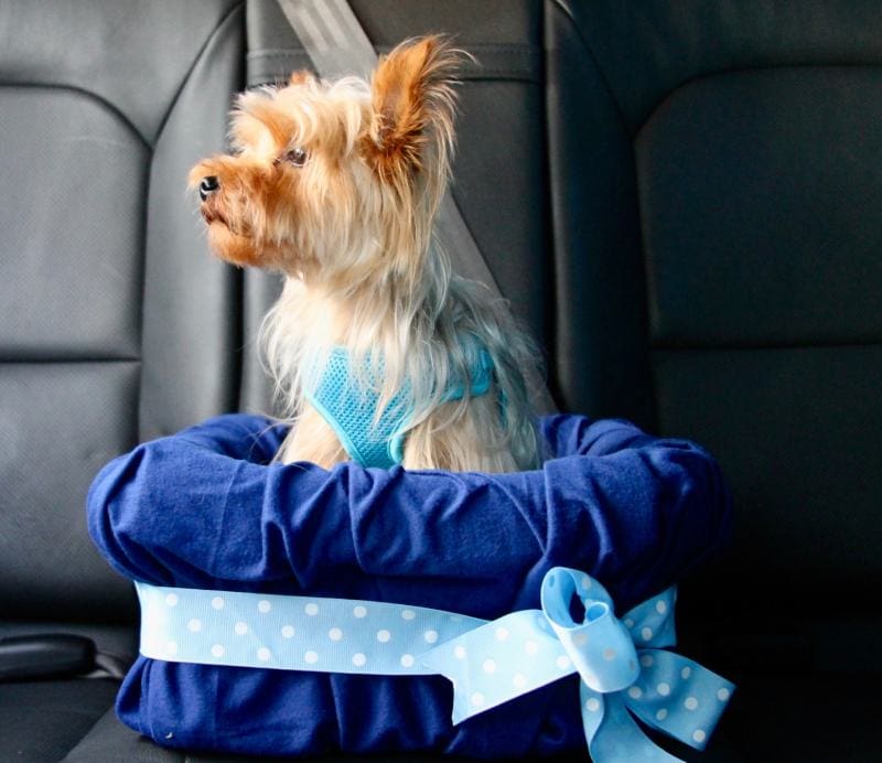 No-Sew DIY Car Booster Seat For Your Dog