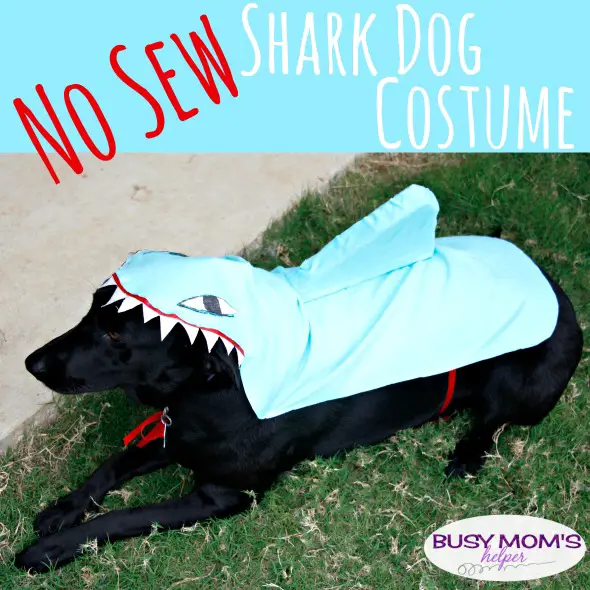 No-Sew Shark Dog Costume – Busy Mom’s Helper