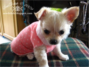 No-Sew Sweater for Small Dogs and Puppies – SewDelish