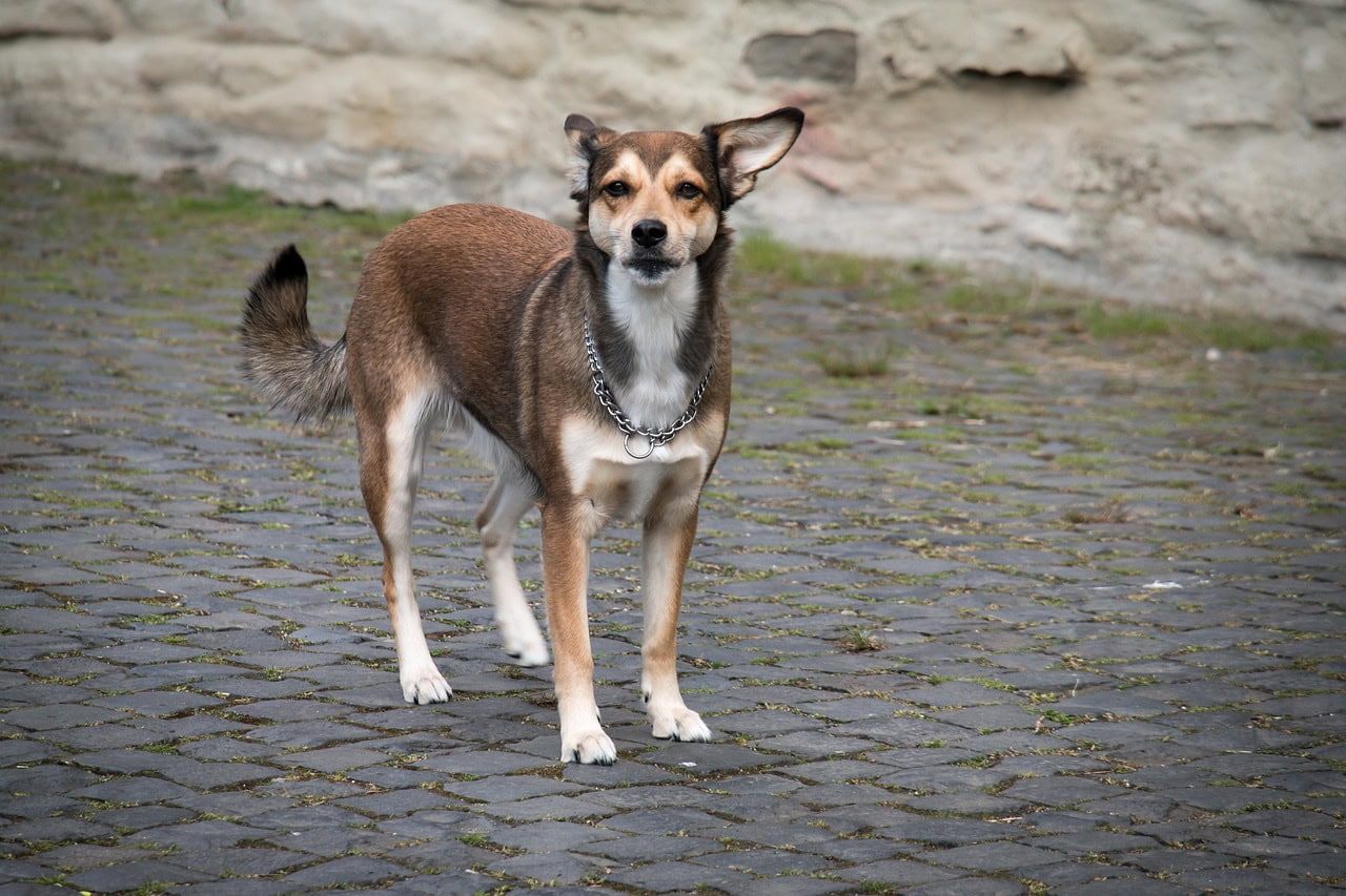Norwegian lundehund