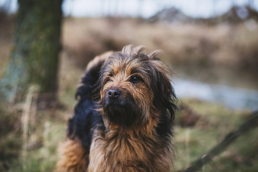 Otterhound dog