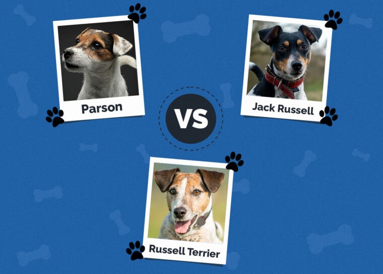 Parson vs Jack Russell vs Russell Terrier: What's the Difference