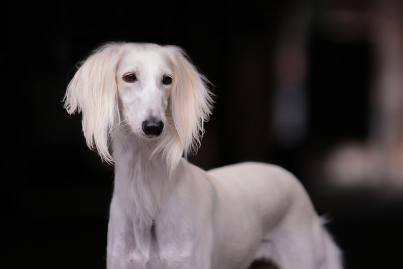 Persian saluki dog