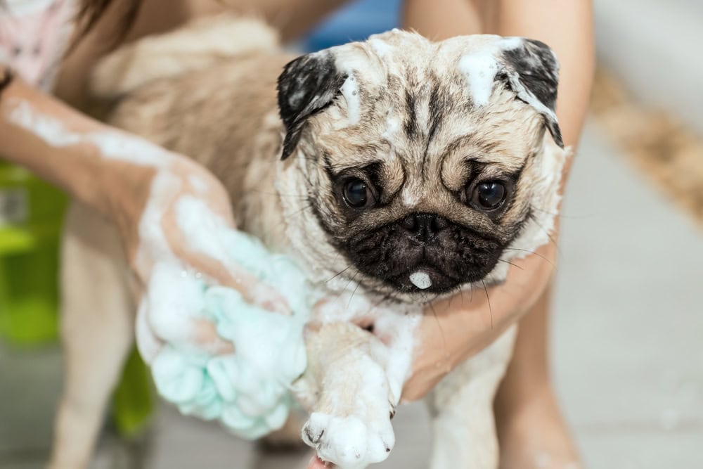 Pug taking a bath